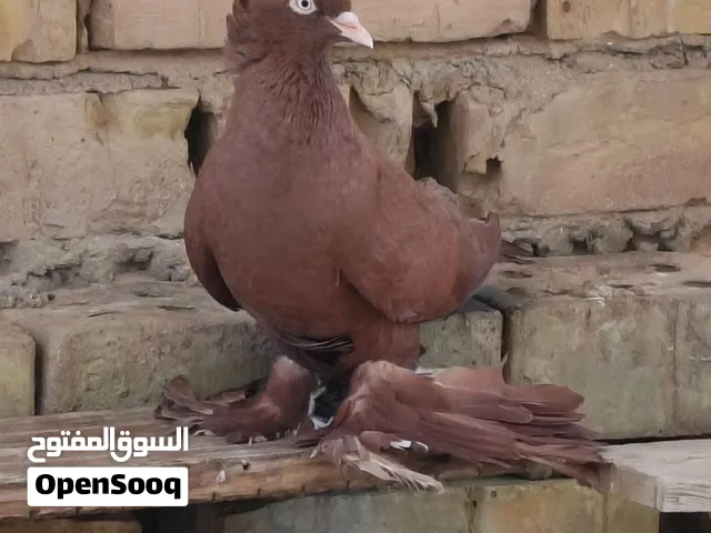 للبيع زوج وتك نثية حمامات خط اول مفولات