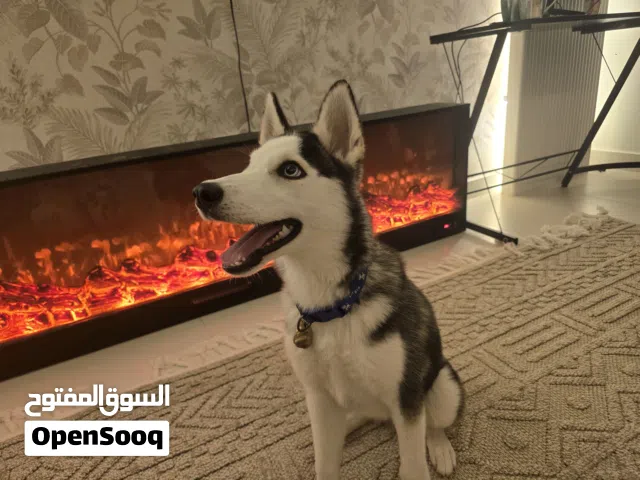 انثي هاسكي سيبري مطعمه كل التطعيمات