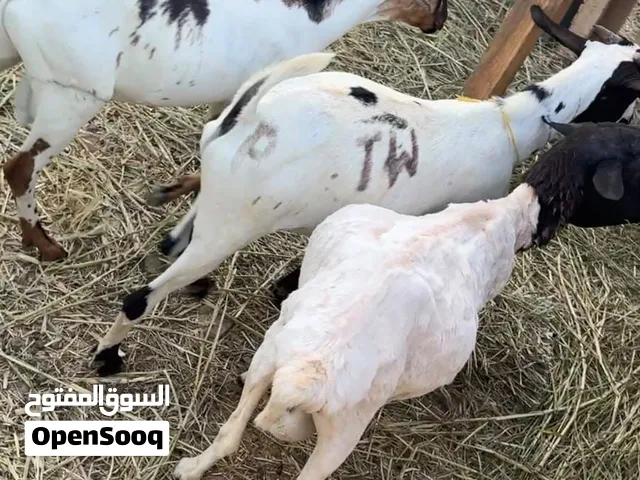 كباش و تيوس للبيع نزوى