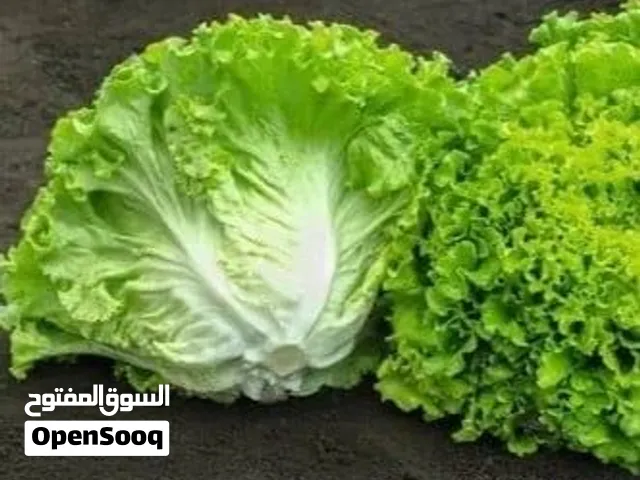 بذور خس أمريكي ومحلي