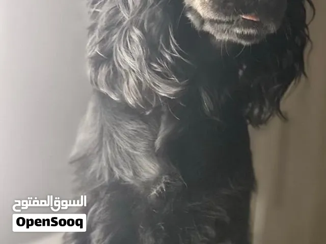 COCKER SPANIARD for adoption female