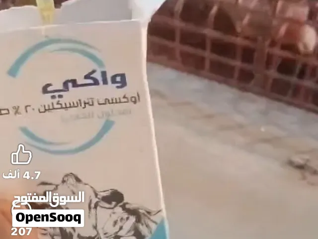 أرانب بلدي