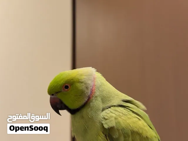 للبيع ببغاء متو ذكر