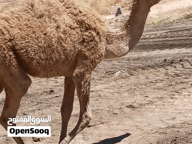 عقود للبيع عمان
