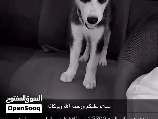 هاسكي بيسي مواصفات قويه
