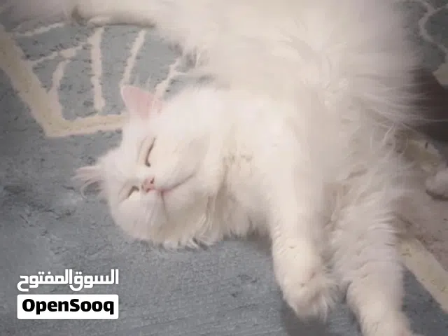 قط شيرازي لعوب حنون