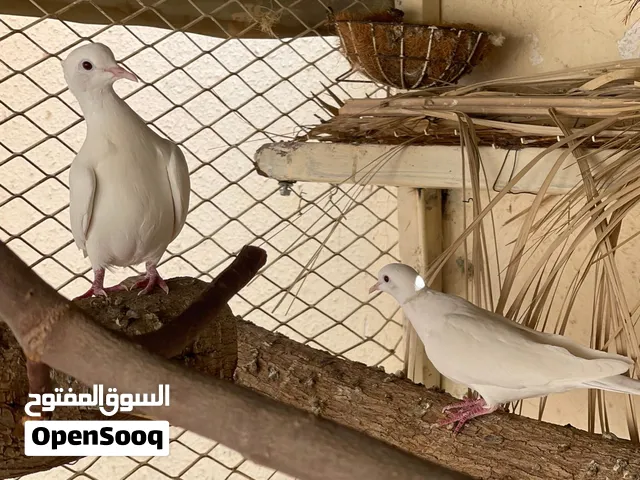 يوجد زوجين ابيض خالص اصل اصل