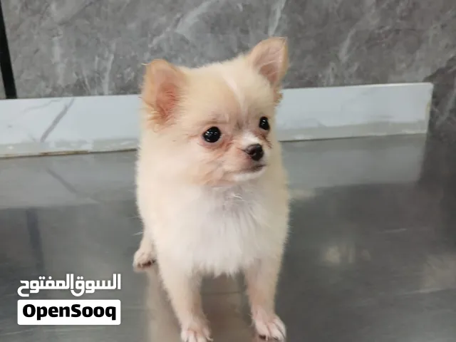 متوفر شيواوا شعر طويل و ملتيز و بومرين