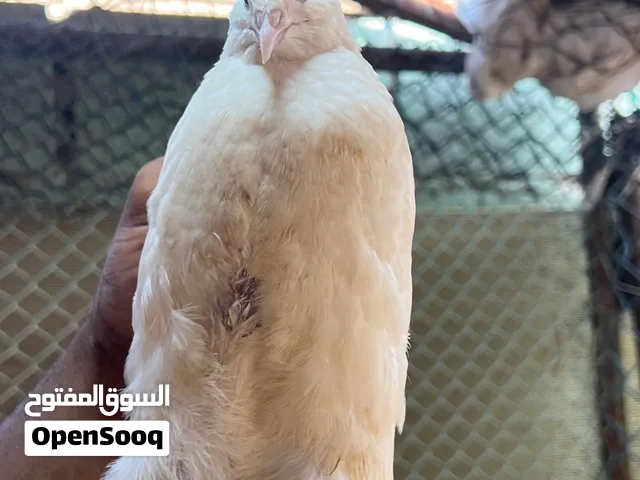 سمان إيطالي جامبو سمان تكساس الجامبو الأمريكي العمر 30 يوم الموقع ابوظبي متوفر بيض مخصب