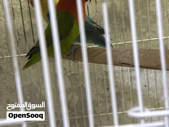 Love bird very beautiful color 400 aed