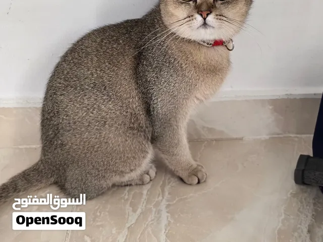انثى سكوتش منتجه