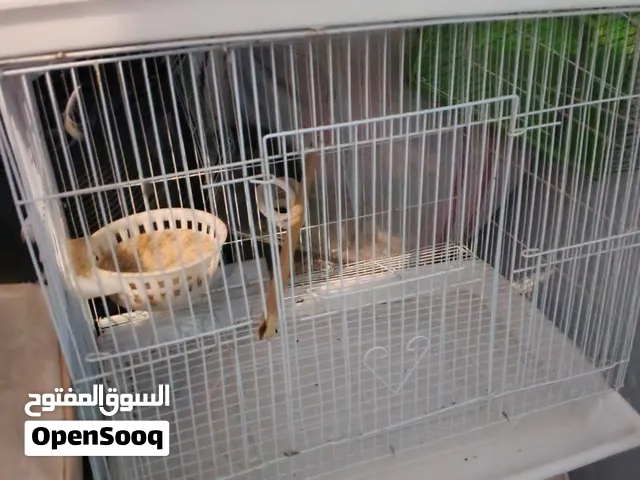 اقفاص طيور متعدده الاحجام
