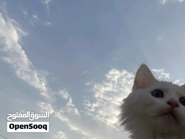 قطط للبيع ضروري