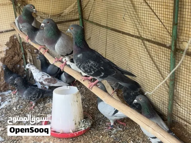 للبيع حمام