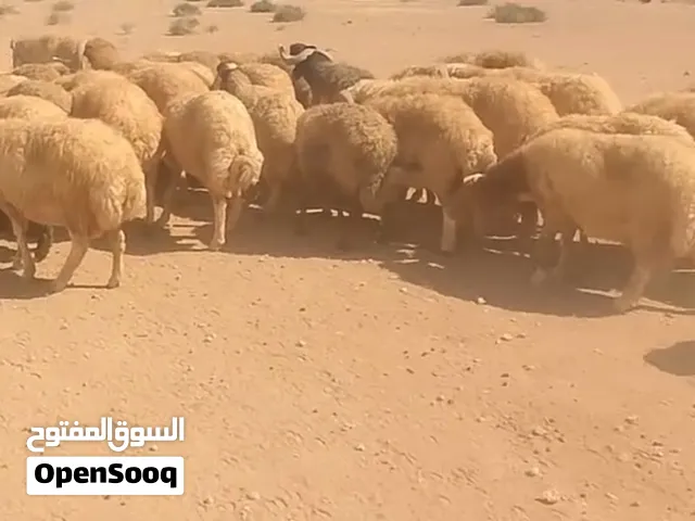 عرووووض حتى نفاذ الكميه