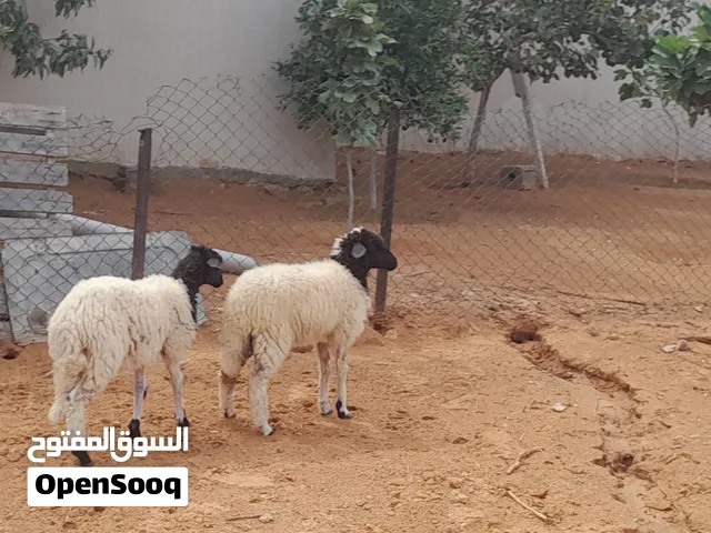2فطايم وطنيات خوات مشالله العمر 4شهور ونص ناشطات ومحصنات سليمات ربي يبارك...