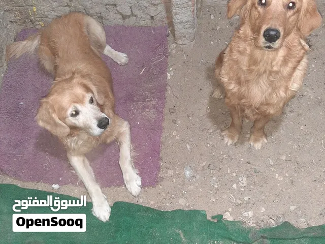 2 كلب جولدن لعدم التفرغ