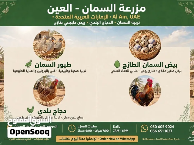 بيض وطيور الفري