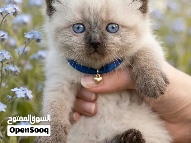 سكوتش  مكس