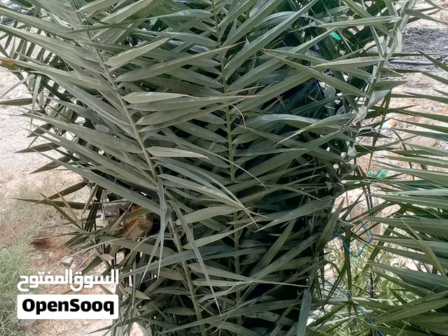 نخيل العدد 2 الطول ثلاث متر