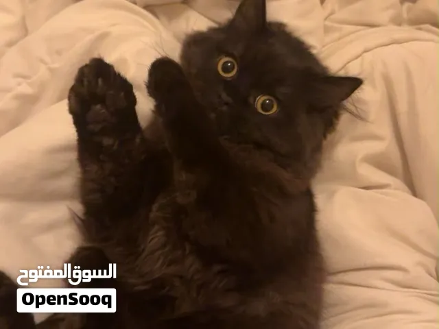 قط شيرازي مع جميع أغراضة