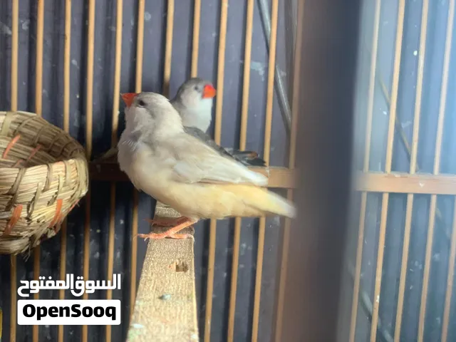 فناجس للببع