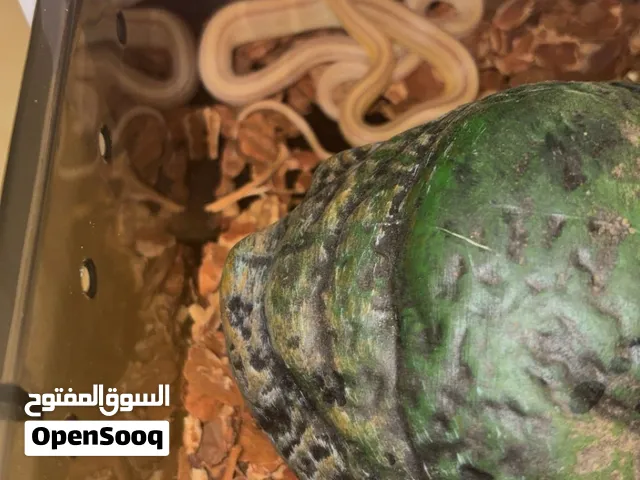 للبيع حيتين
