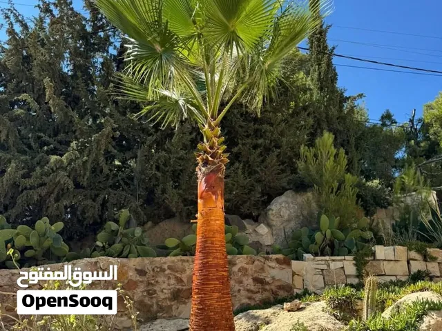 نخيل واشنطونيا زينه من مزارع الكرامه يوجد جميع الارتفاعات المطلوبه ويوجد نخيل برحي مثمر وجميع أصناف.