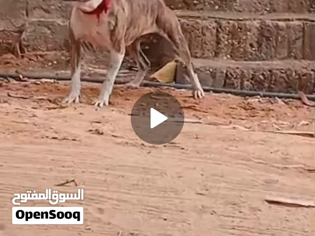 بيع مستعجل