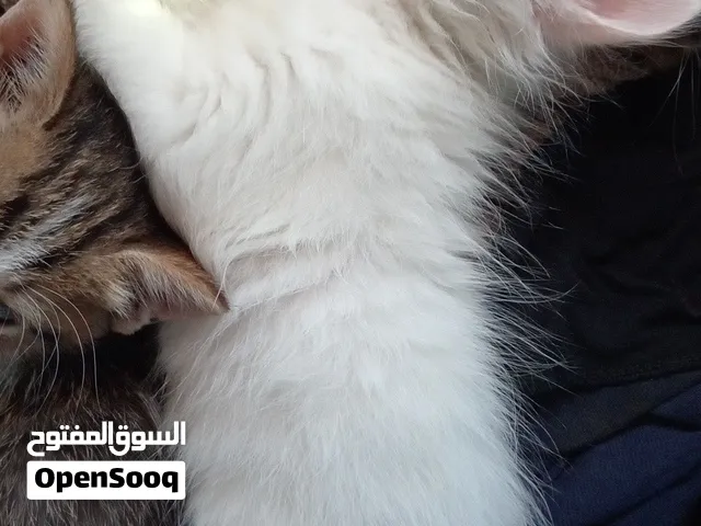 قطه هملايا لون ابيض مميزة