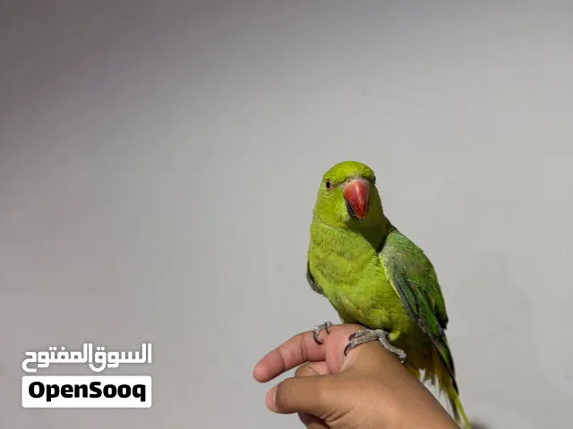 ببغا دره اليف