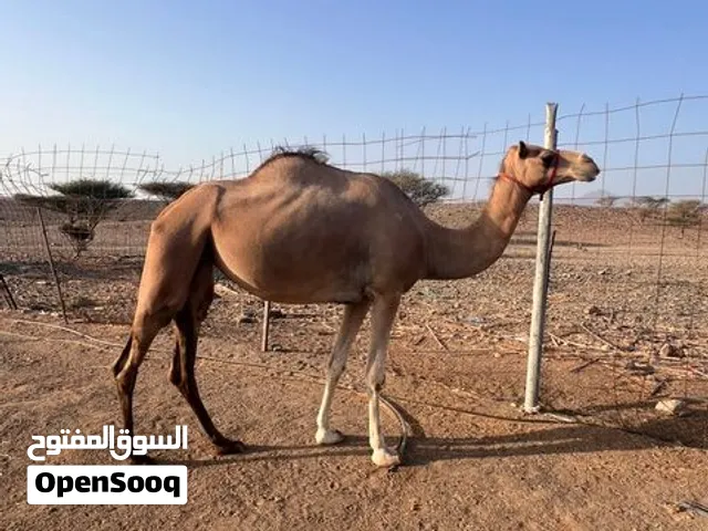 للبيع ناقة حايل  مطلوب 1000 غير قابل