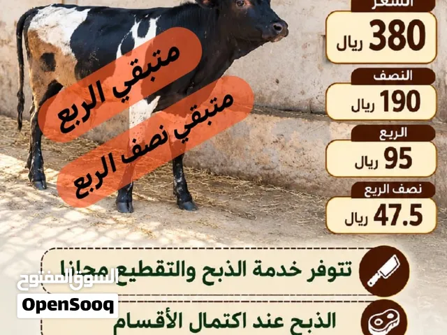 عجال ظفارية جاهزة للذبح أو التربية