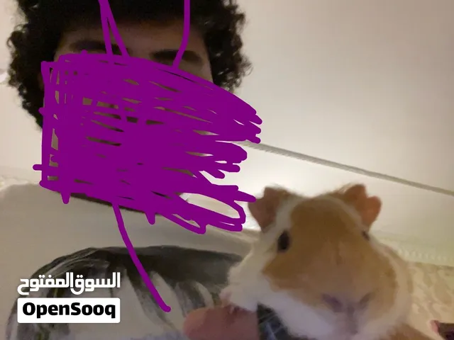 للبيع قيني بيق اليف جدا ولعوب ومافيه عض نهاىيا نضيف ومعى بيته وكامل ومستلزماته حط سعرك وشيل