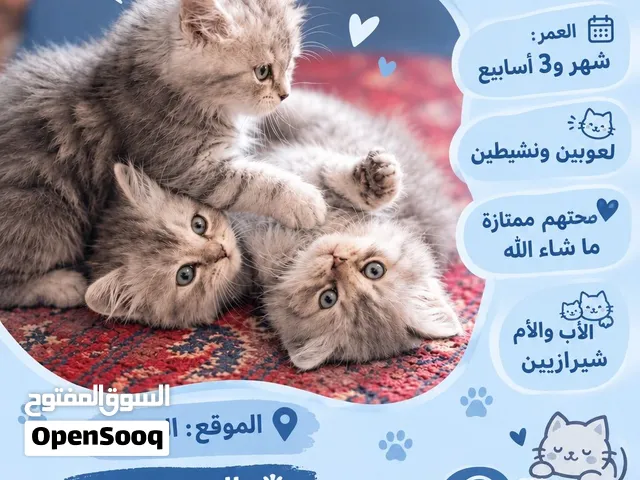 قطط كيتن شيرازي ذكور