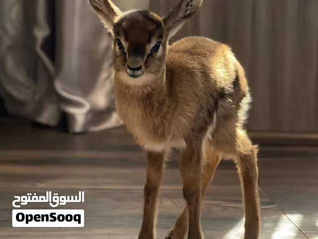 غزال صغير للبيع في دولة الكويت ب70 دينار كويتي مع خدمة التوصيل