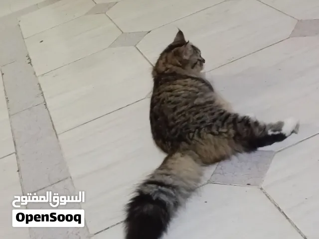 ابي شخص يخاف الله فيها