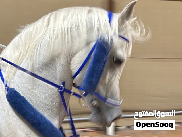 فحل واهو بجوازه عمره 4 سنوات طوله وافي