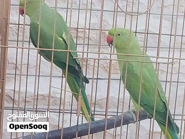 ببغاء درة  الرجاء قراءة الوصف كامل(للبيع)