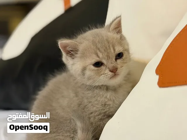 قطط نوع سكوتش ستريت الله يبارك