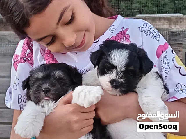 كلاب مالتيز حجم صغير مابكبر