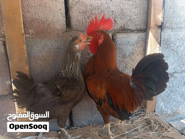 ديج و دجاجه بياضه شرط الصحه المكان البصرة و يوجد توصيل