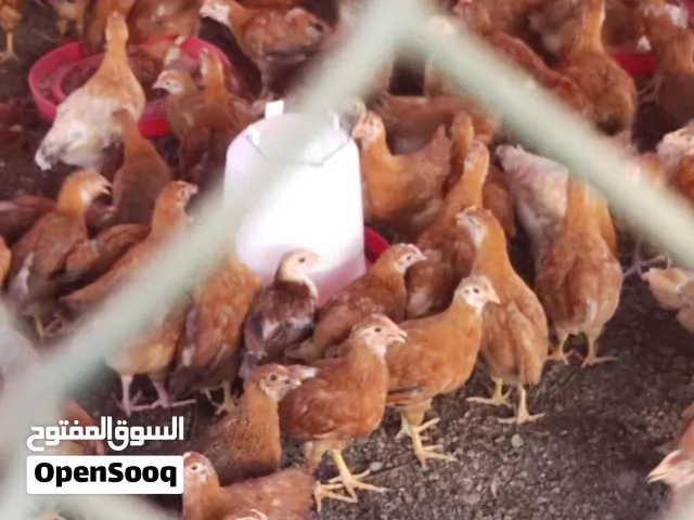 للبيع دجاج الفرنسي الأحمر و فيه نسبه بسيطه تهجين