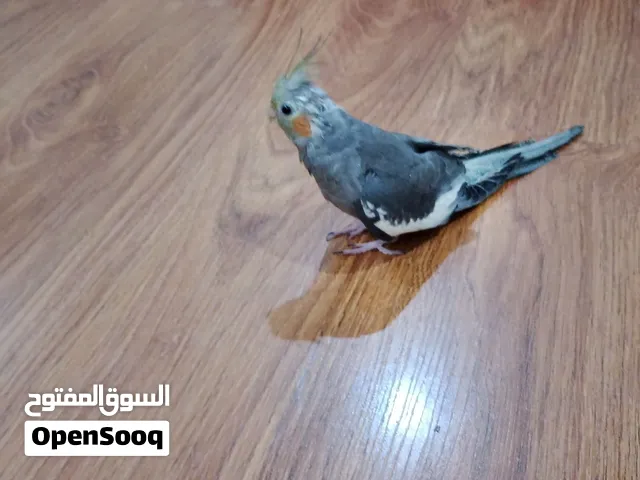 ذكر كروان 250