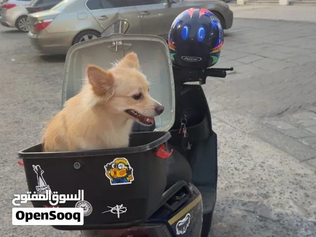 سكوتر نضيف جدا