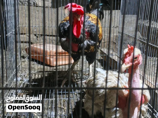 سلام عليكم ديج ابو اركيبه ضخم وقوي ودجاجه ام اركيبه حلوه سعر 30 قفلهن هذن مال بيت صحه ونشاط