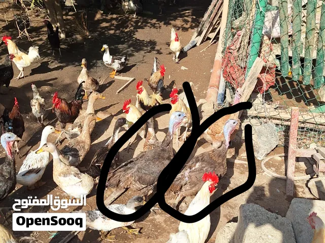 دجاج رومي كبير جاهز للإنتاج