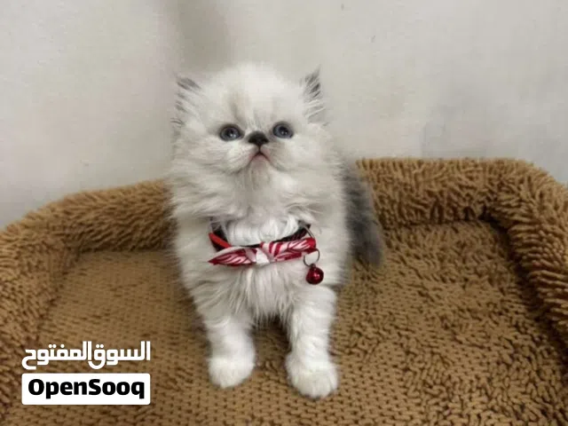 قطط راغدوال وهملايا بيورسلالة ذكية ولعوبة عمر شهرين بصحة جيدة متعلمين على كل شيء ومعتمدين على نفسهم