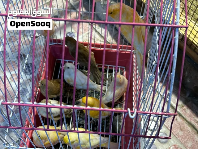 كناريات ساكتات