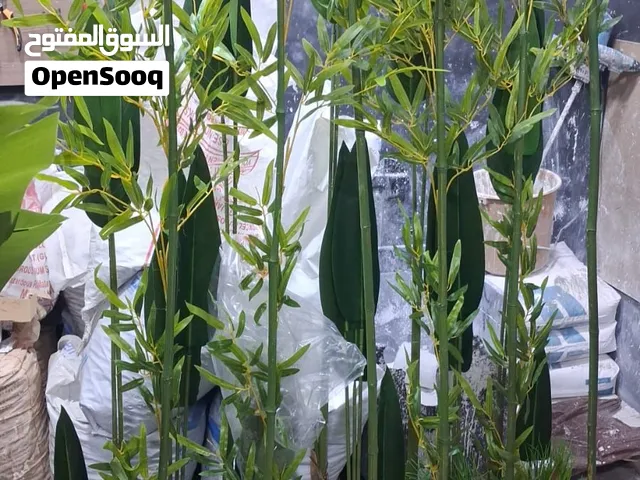 أشجار زينه استعمال خفيف منظر بجنن